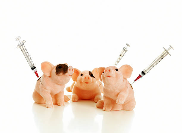 piggy brinquedos ter vacina - pig swine flu flu virus cold and flu - fotografias e filmes do acervo