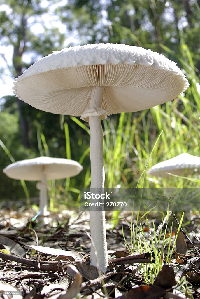 Gruppo di funghi, funghi o toadstools sulla foresta piano - Foto stock royalty-free di Ambientazione esterna