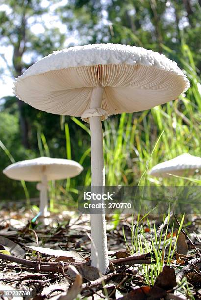 Gruppo Di Funghi Funghi O Toadstools Sulla Foresta Piano - Fotografie stock e altre immagini di Ambientazione esterna