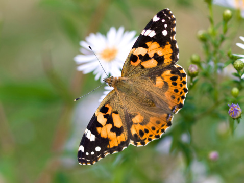 Close up of Painted Lady - Vanessa cardui