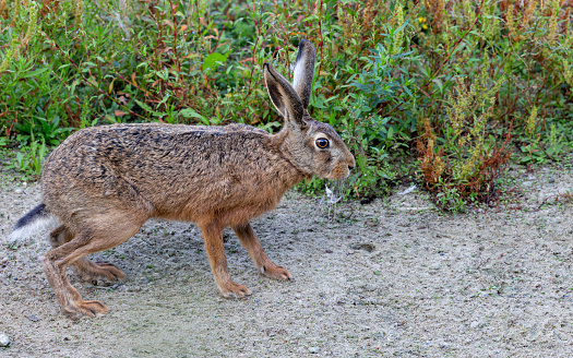 Early morning side view of a single European hare (Lepus europaeus) passing by at the shore of a lake