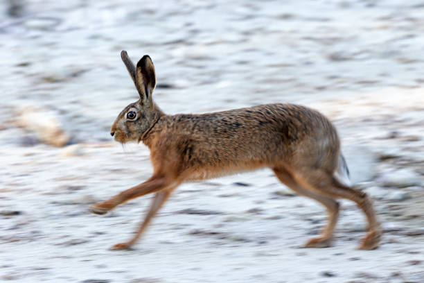 istock Single European hare running  past on beach sand 1822379421