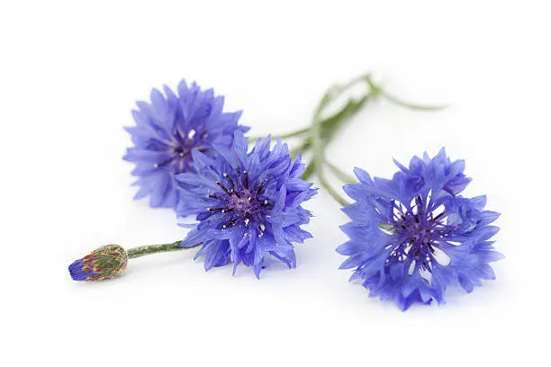 Macro of a bunch of cornflowers and bud.