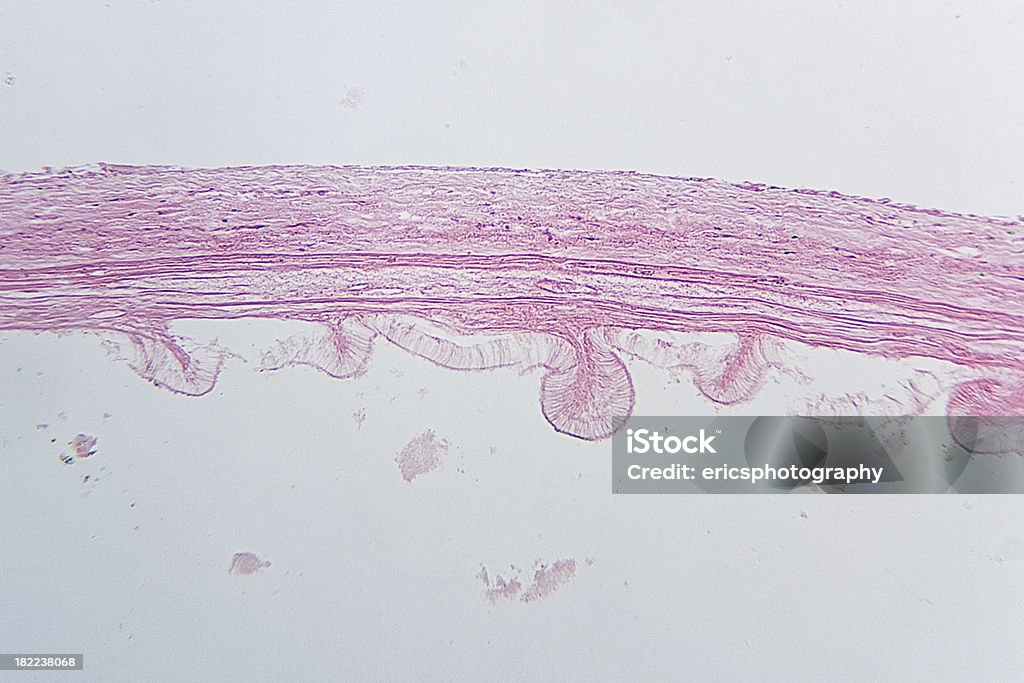 豚胆嚢 - 人体構造のロイヤリティフリーストックフォト