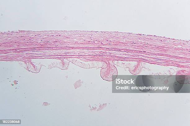 豚胆嚢 - 人体構造のストックフォトや画像を多数ご用意 - 人体構造, 光学顕微鏡図, 写真