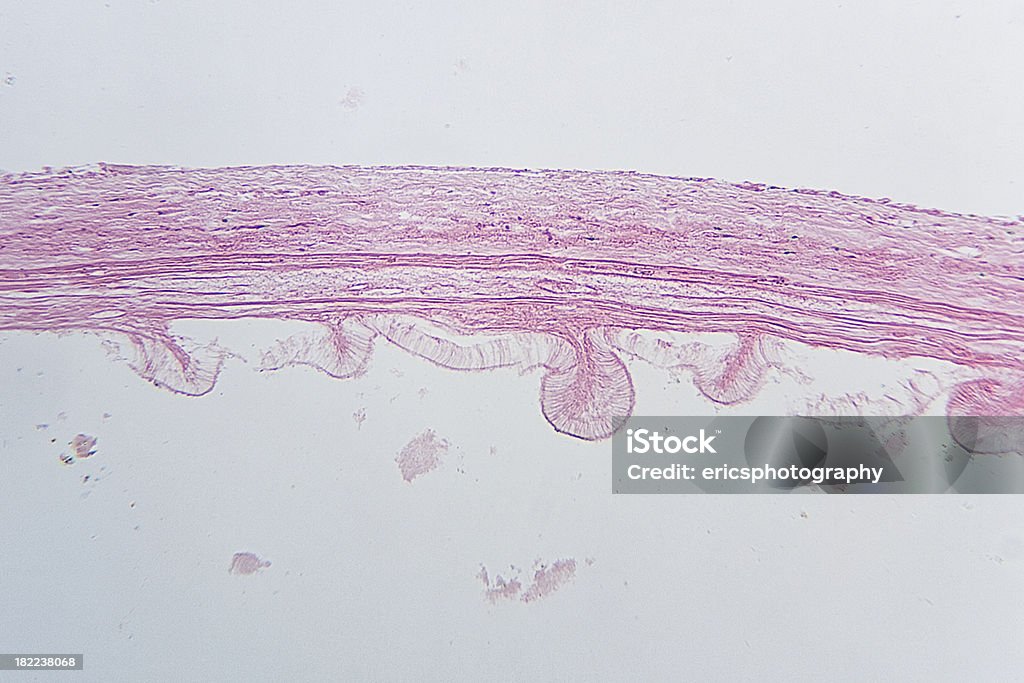 돼지 gallbladder (담낭 - 로열티 프리 과학 스톡 사진