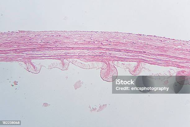 돼지 Gallbladder 담낭 과학에 대한 스톡 사진 및 기타 이미지 - 과학, 과학 현미경 사진, 광학 현미경 사진