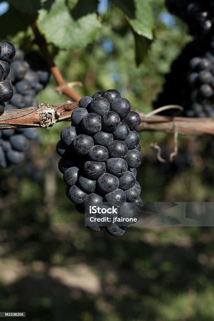 Uva Pinot nero cluster primo piano sul vine - Foto stock royalty-free di Affollato