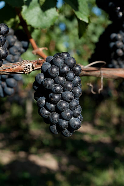 uva pinot nero cluster primo piano sul vine - pinot noir grape black vinifera red wine foto e immagini stock