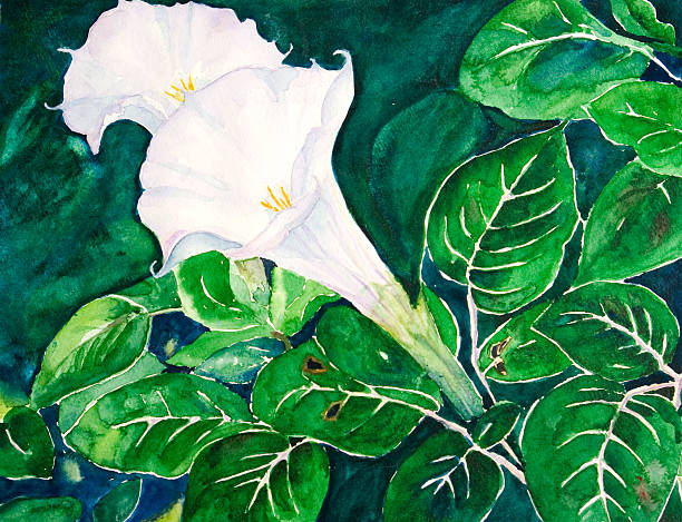 istock watercolor of moon lily 182238215