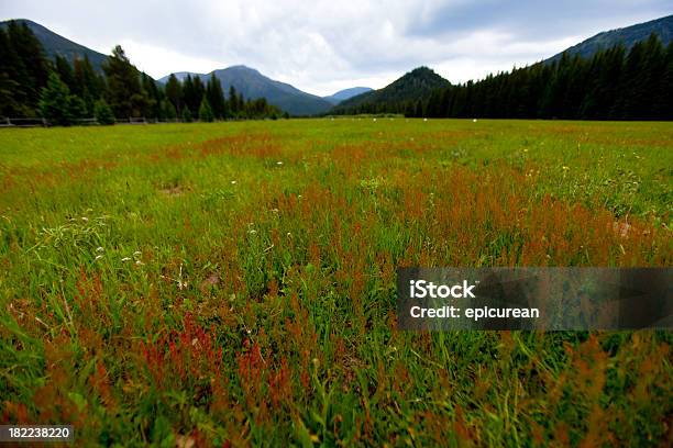Sturm Auf Einer Wiese Und Die Berge Stockfoto und mehr Bilder von Berg - Berg, Blume, Dramatischer Himmel