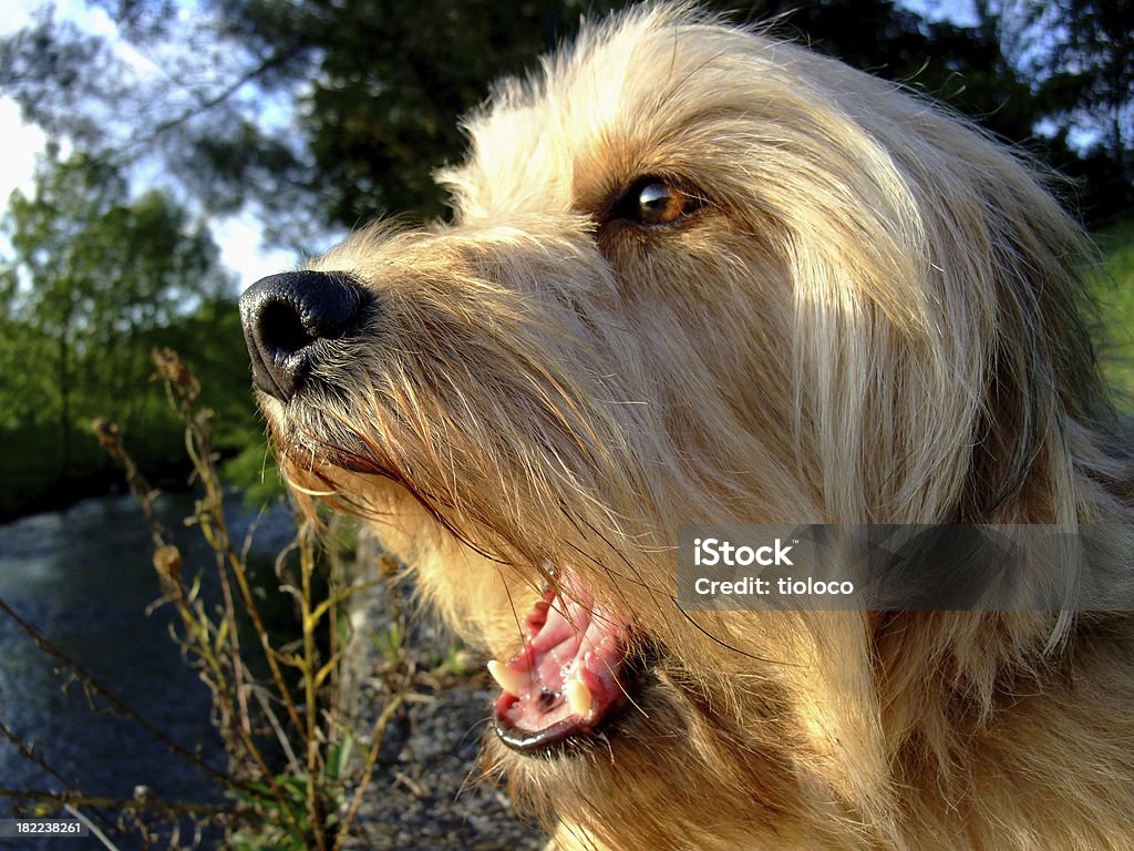 Perro barking - Foto de stock de Animal libre de derechos