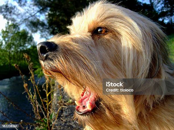 Foto de O Barking Dog e mais fotos de stock de Animal - Animal, Animal de estimação, Boca Animal