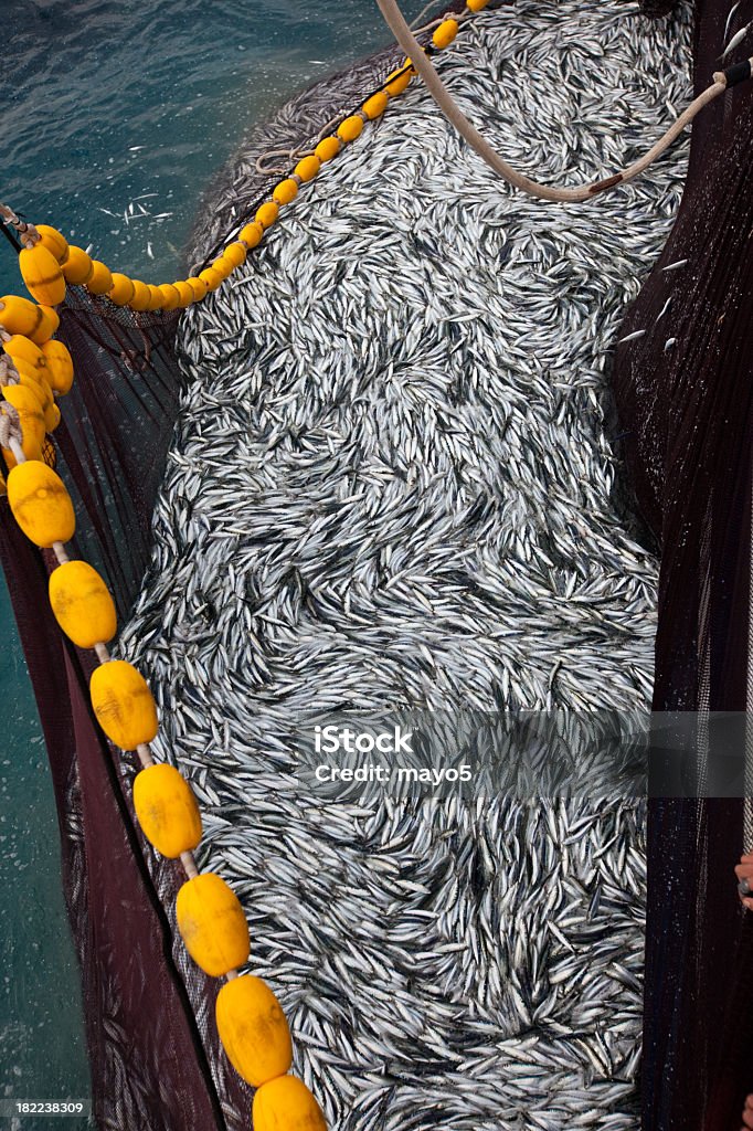 Pescado - Foto de stock de Acuicultura libre de derechos