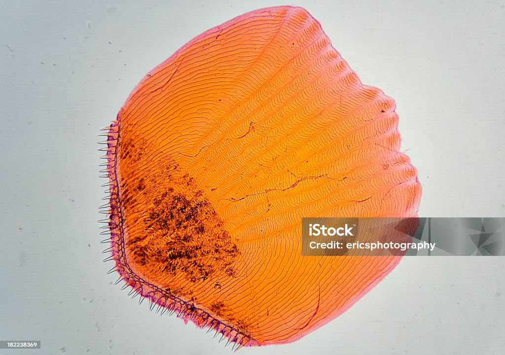 Peces bajo microscopio de escala - Foto de stock de Animal libre de derechos