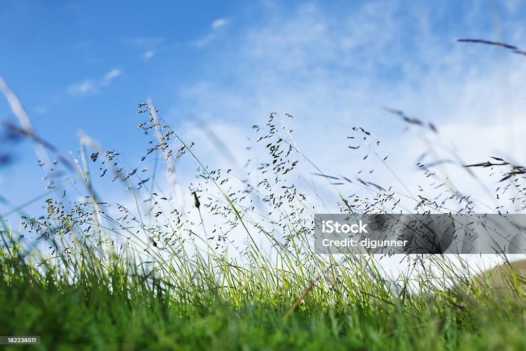 잔디와 하늘 - 로열티 프리 녹색 스톡 사진