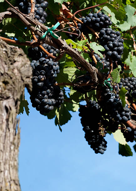 grapevine con pomodori cluster di pinot nero - pinot noir grape black vinifera red wine foto e immagini stock