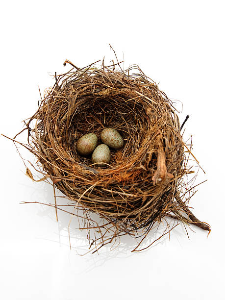 istock Birds nest eggs speckled isolated on white 182238951