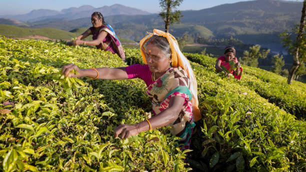 tamil pickers collecting tea leaves on plantation, southern india - tea crop picking indian culture tea leaves imagens e fotografias de stock