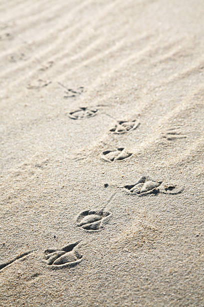 istock Trail of Bird Tracks on a Sandy Beach 182239025
