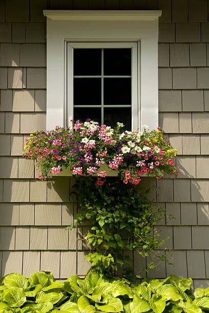 Bright colorful geranium flowers in a pot , decorating terrace at home
