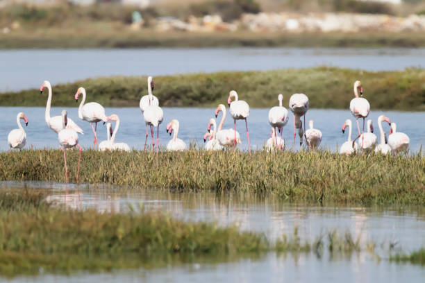 istock Flamingos in Portugal 1822391154