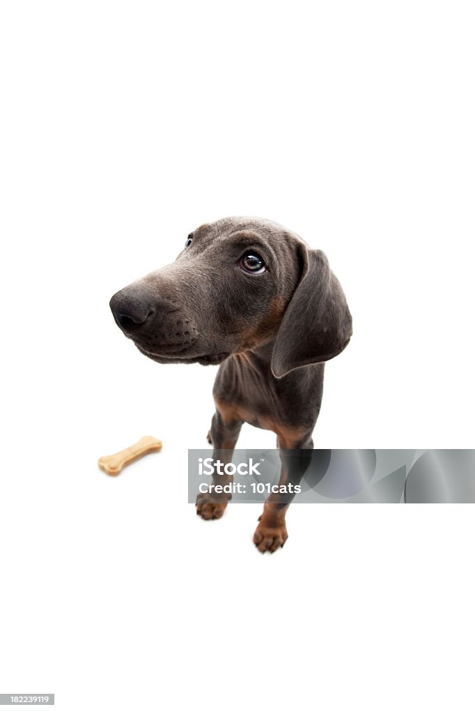 little ósea - Foto de stock de Abrigo para perro libre de derechos