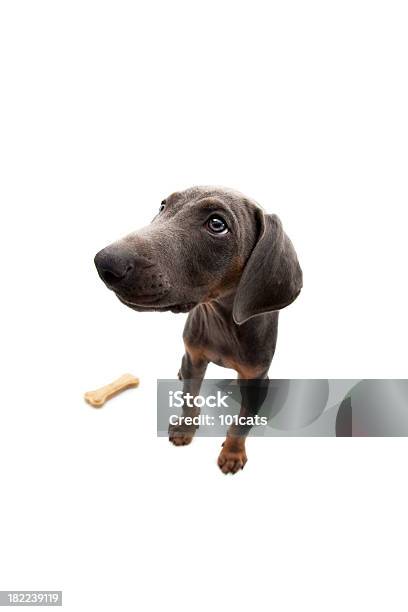 Little Ósea Foto de stock y más banco de imágenes de Abrigo para perro - Abrigo para perro, Almohadillas - Pata de animal, Amistad