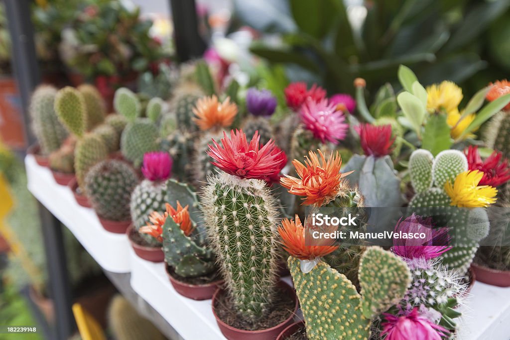 Kaktus Pflanzen - Lizenzfrei Blume Stock-Foto