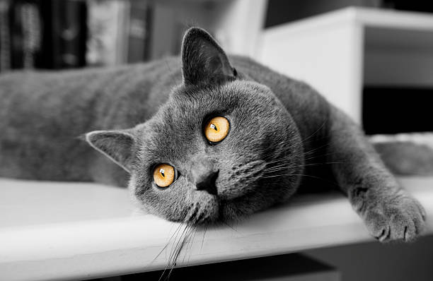 istock Cat British Shorthair yellow eyes lazy 182239200