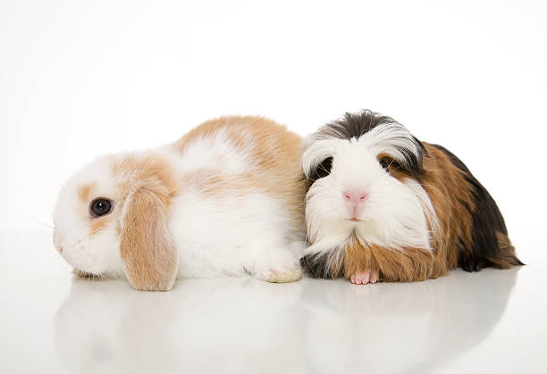 istock Guinea Pig and Bunny 182239226