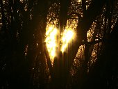 Heart Sunrise through the Trees