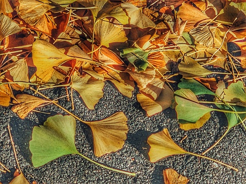 A golden collection of Autumn leaves gathered in the curb corner. Gold, orange, yellow, green. Made for such a pretty scene.