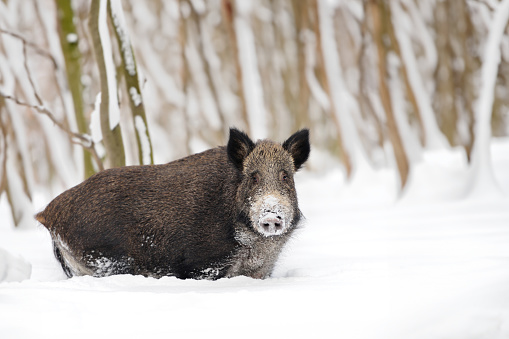 Close wild boar in winter forest. Animal in nature habitat. Big mammal. Wildlife scene
