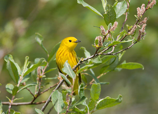 istock Yellow Warbler - Male 182240588