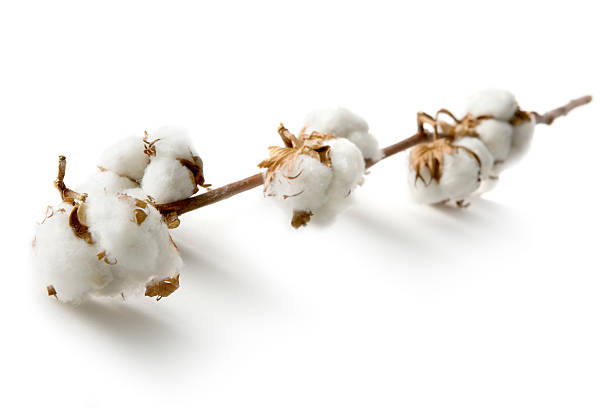 꽃: 코튼 - cotton plant dry branch 뉴스 사진 이미지