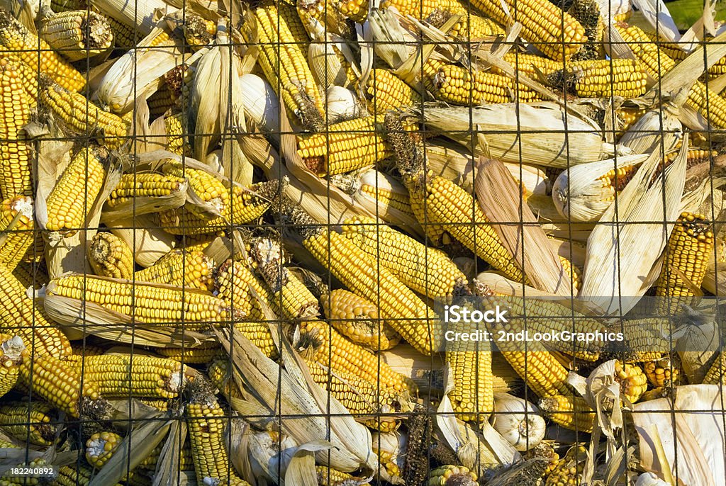 Corn Harvest en el fondo, la agricultura de almacenamiento - Foto de stock de Agricultura libre de derechos