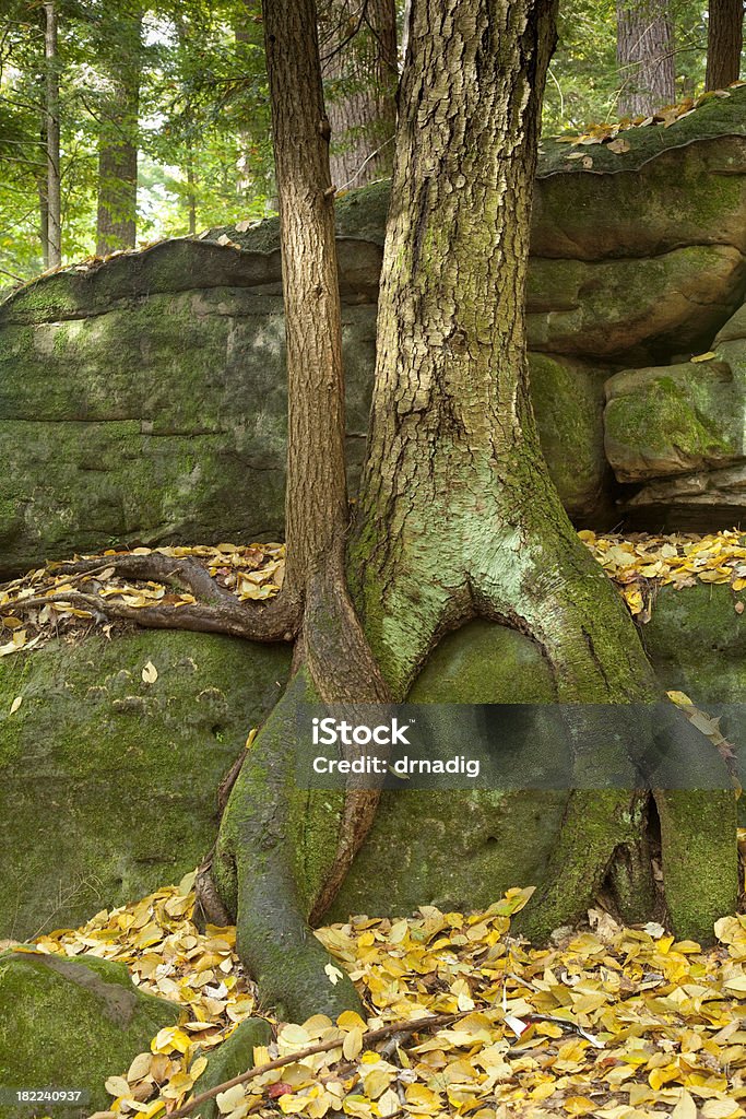 Abbracciare gli alberi - Foto stock royalty-free di Albero