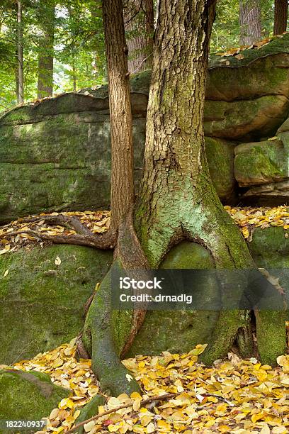 Abbracciare Gli Alberi - Fotografie stock e altre immagini di Albero - Albero, Incrociare, Abbracciare una persona