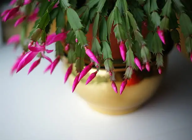 Soft focus on Christmas cactus on a brass pot.