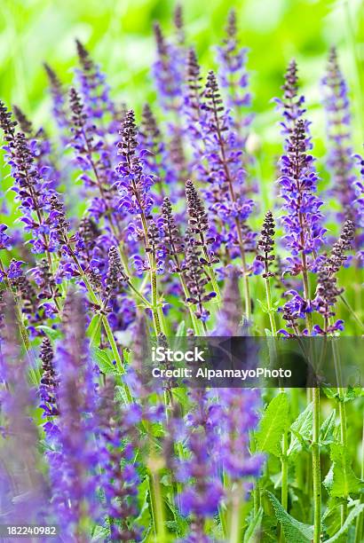 Lilac Sage Purple Rain V Stock Photo - Download Image Now - Awe, Backgrounds, Beauty In Nature