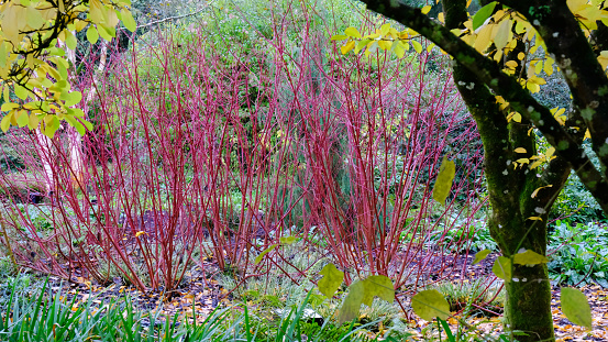 Mature colourful garden border in autumn with Cornus Alba or Siberian Dogwood