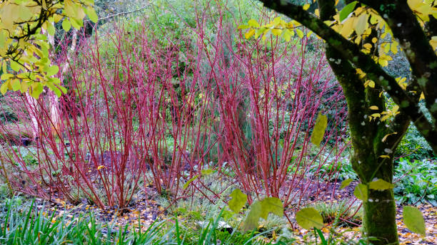 Red Stemmed Dogwood Mature colourful garden border in autumn with Cornus Alba or Siberian Dogwood cornus sanguinea stock pictures, royalty-free photos & images