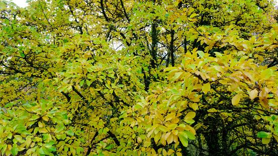 Color leafs on green ground in autumn wet day