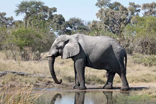 A large male African Elephant drinking at a waterhole in the Khwai area of Moremi National Park in Botswana.