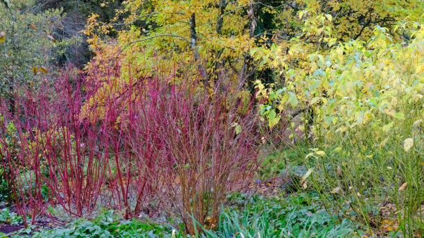 istock Colourful Garden Border in Autumn 1822413022