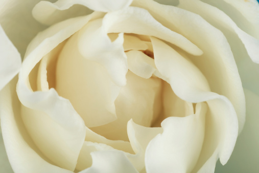 Macro image of a gardenia flower.