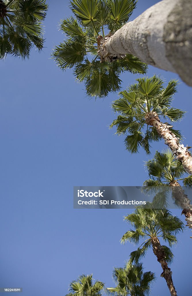 Low View of Palm Trees on a Blue Sky Day Low View of Palm Trees on a Blue Sky Day. Directly Below Stock Photo