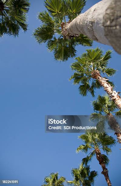 Low View Of Palm Trees On A Blue Sky Day Stock Photo - Download Image Now - Directly Below, Low Angle View, Palm Tree