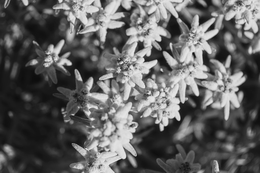 Leontopodium alpinum / Edelweiss flower in the swiss alps